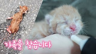 아스팔트에서 태어난 아기 고양이.. 가족을 찾습니다. / New born kitten born on the street, is looking for a new family.