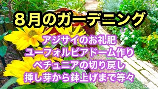 【ガーデニングを楽しもう！】アジサイのお礼肥・コスモスの種まき・ユーフォルビアドーム作り・ペチュニアの挿し芽から鉢上げまで・クレマチスの誘引等・・・８月の庭作業をまとめた動画です。#ガーデニング