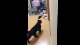 凄技 黒猫 ドアを開ける みっくん