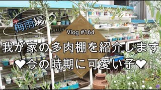 【Vlog164】【多肉植物】我が家の多肉棚を紹介します❤今の時期に可愛い子❤梅雨編【多肉棚】【DIY】