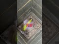 rat flap 🐀⛔️ pestcontrol diy diypestcontrol