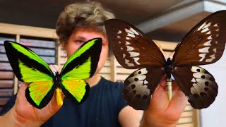 Goliath Birdwing: Second BIGGEST Butterfly Species! (Ornithoptera goliath) Drawer of the Week Ep.14