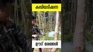 ഊദിന് വേണ്ടി കമ്പിയടിക്കപ്പെടുന്ന മരങ്ങൾ Agarwood tree oud tree malayalam facts short