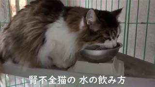 モモ18歳～腎不全猫の水の飲み方～ステージ3【ノルウェージャンフォレストキャット】NorwegianForestCat　Kidney failure cat　早期発見で延命出来る腎不全💪