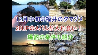 12月中旬の福井県敦賀で20UPのメバルが夕マヅメに入れ食い！爆釣の条件も紹介