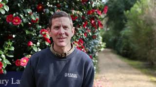 Learn all about camellias with Exbury Gardens Head Gardener Tom Clarke