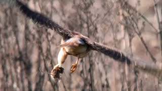 （チョウゲンボウ）ネズミ畑で狩り（2回ネズミ捕り成功）