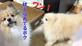 全く吠えなくなったポンが再び吠えるようになってからの近況報告