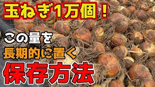 【玉ねぎ】収穫後、腐りにくくする保存方法を紹介します。【家庭菜園】