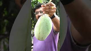 Mallika Mango Harvesting |  Home Gardening Ideas | Samskara