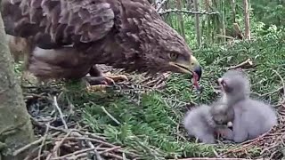 Mazais ērglis~Andris brings a frog , Anna feds the eaglet~6:49 2020/06/06