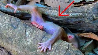 ohGod...! Cute Baby. What Happened Baby...? Please He!p... | Nice Clip Baby Monkey | TOP Primates