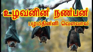 உழவனின் நண்பன் | பழம்தின்னி வௌவால் [ #flyingfoxfacts ]