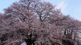 柏崎市の桜と朝陽2019☆04☆12☆5:29☆polaris