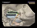 cn 9 glossopharyngeal nerve scheme divisions pathway neuroanatomy