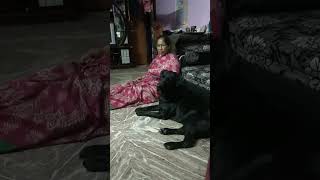 💥Dei Yellow Sattai 💛😂... Cringe 😬🤦#shorts #dog #amma#appa #trending #reels #viral #petlover #funny