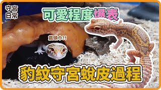 【豹紋守宮】可愛程度爆表，蛻皮過程全記錄 | 【守宮日常】