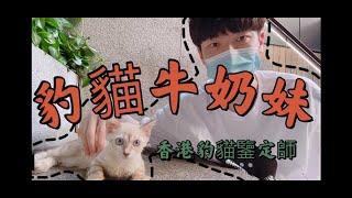 【Bees.W】EP12 香港孟加拉豹貓鑒定 ~  當一天的保母不容易 牛奶色雪豹妹妹 吸盡途人眼球 !!