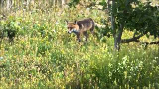 2 Lapwing Vs Fox   Howdon Wetlands   29 Jun 14