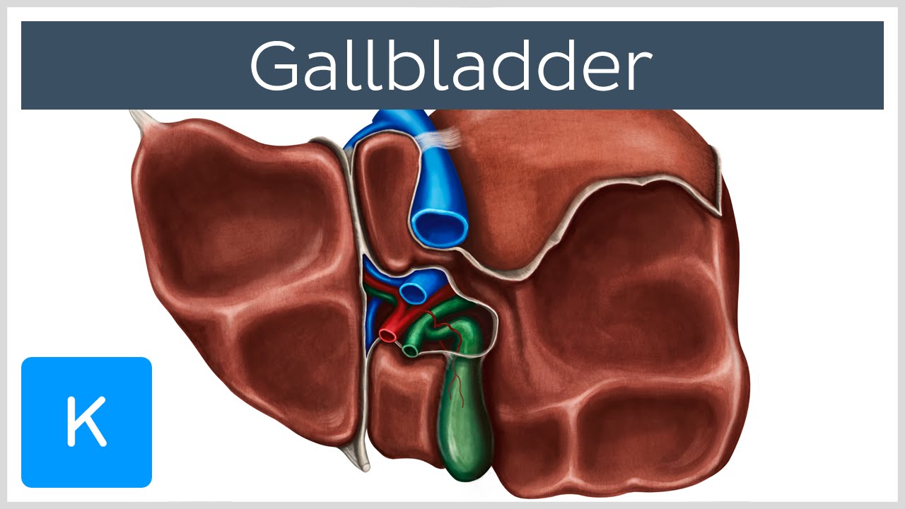 [DIAGRAM] Diagrams Of Gallbladder - MYDIAGRAM.ONLINE