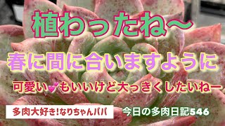 【多肉植物】【ガーデニング】やっと終わった⁉️植え替え　　多肉大好き！なりちゃんパパ　多肉奮闘記その546