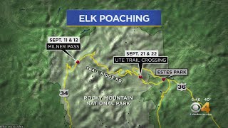 Reward For Two Cases Of Bull Elk Poaching