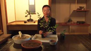 How to Make Your Own Bonsai #3 / 盆栽講座　山田香織