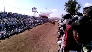 Gadhave bandhu at thapling