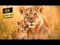 Wild Baby Animals 4K - Heals Stress, Anxiety, and Depressive Conditions - Scenic Relaxation Film