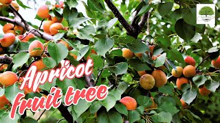 Apricot Fruit Tree - TN Nursery