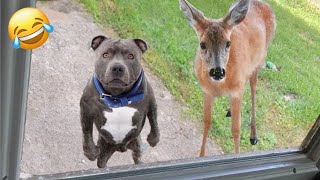 Funniest Animal Videos 😆 Try Not To Laugh Cats And Dogs 🤣 😆 CHARLIE #19
