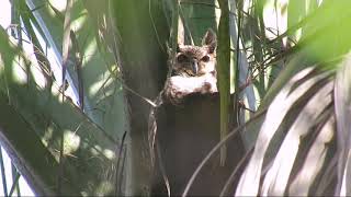 Jacurutu (Bubo virginianus) vocalizando.