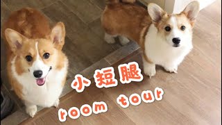 柯基cookie｜Room tour by Two Corgi puppies两只小短腿带你Room Tour