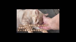 猫のちょっとおもしろい話 Vol.15-2 #shorts