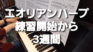 エオリアンハープ・練習開始から約3週間経過🐢🐢🐢