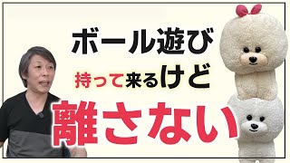 【犬のしつけ】ボールを持ってくるけど離さない【悩み相談ライブ切り抜き】