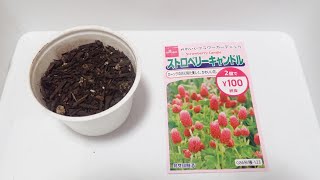 【クローバー】ストロベリーキャンドルの発芽と成長 / Germination of Crimson Clover (Time Lapse)