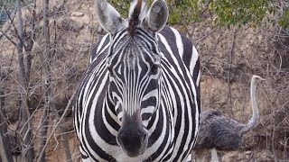 近くで見てみよう！シマウマのひげ！（ダチョウも通過）【愛知県 豊橋のんほいパーク】グラントシマウマのサヤ