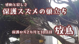 保護スズメの巣立ち 雛を育て放鳥