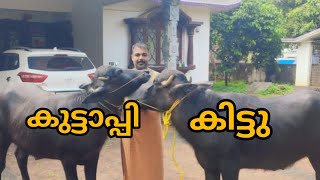 എന്റെ പോത്ത് വളർത്തൽ / buffalo farming/ poth valarthal kerala/