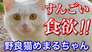 我が家に来れば腹ごしらえが出来ると思って来る野良猫が可愛い