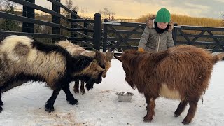 Adorable baby Boy Feeds His Tiny Goats! (Cutest Ever!!)