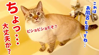 【隠し撮り】飼い主がお風呂に入っている間、猫は何してる？のはずが…