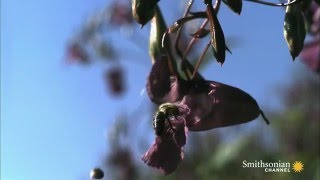 Seed Dispersal by Explosion