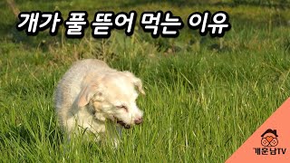 강아지가 산책하다 풀 뜯어 먹는 이유. 반려견이 산책 중 이런 풀을 반복적으로 먹는다면 집에서도 풀을 먹어야 합니다.