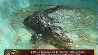 24Oras: 18-ft buwaya na si 'Pangil,' inaalagaan sa isang crocodile farm sa Davao