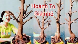 Mến : 0373.253.427 GL:Mai vàng Hoành To Giá Nhỏ.ngày(26/08).Mến mai vàng miền Tây.