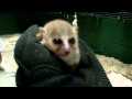 MOUSE LEMURS at DUKE LEMUR CENTER