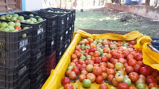 Classificamos e colocamos as etiquetas para entregar os 🍅🍅.