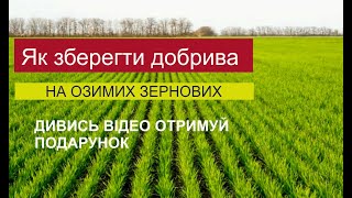 Як зберегти Добрива та Збільшити Врожай на Зернових?! Застосування гербіцидів на зернових в осени.